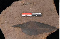 Foto (Detailsansicht) von Quercus palaeoilex Ettingshausen (NHMW-GEO-2024-0188-0874)